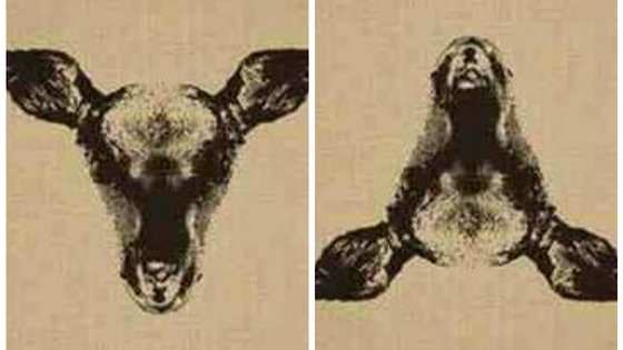 Can you see the inverted image?