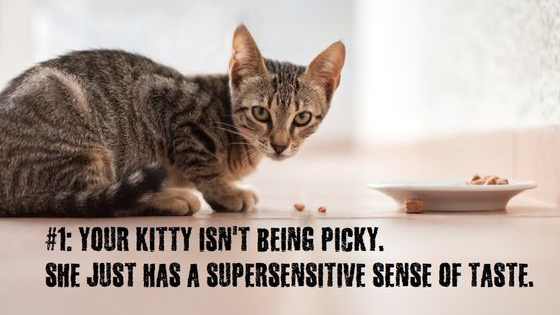 Scientists have figured out why cats are such picky eaters!
