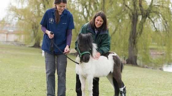 Lil' Sebastian fans, although this isn't technically him, it's close enough