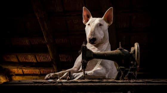 Claire the Bull Terrier has seen it all.