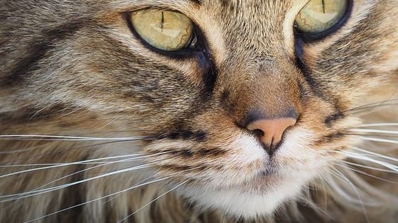 We all love a bit of cat, but what kind of cat are you? What cat-ish traits reflect your personality?
