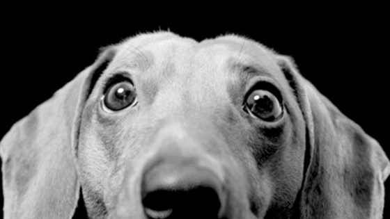 How would your dog handle these tough dilemmas?