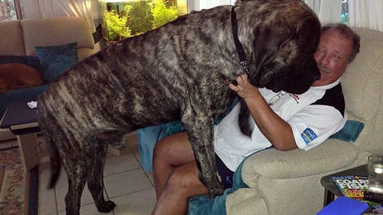 Baron is 250lbs and 6"6 but he'll cuddle you like he's a puppy!