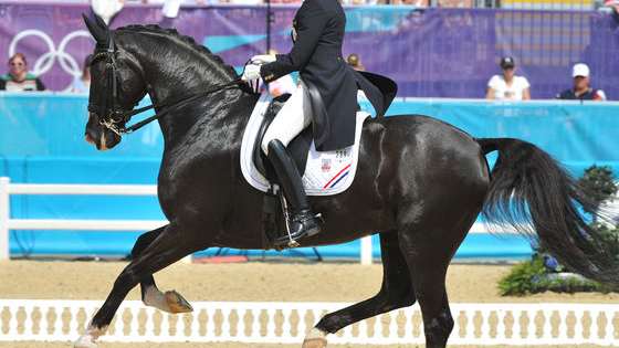 Take Equo's fun personality quiz to find out which equestrian discipline you should compete in! 