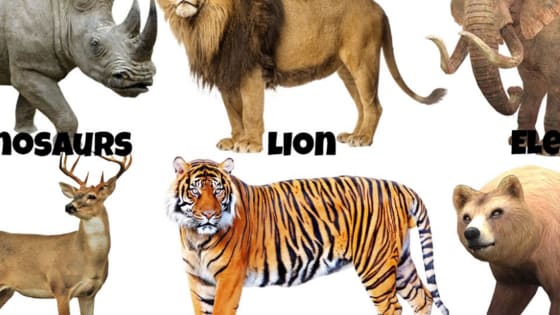 Do you want to know which animal best fits you click on the quiz to find out! :)