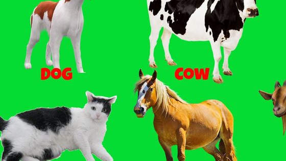 This Game Will Guess Your Hidden Pet! :)