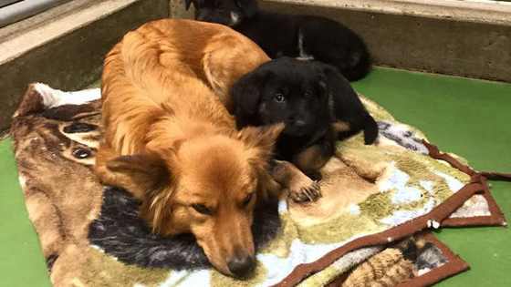 Everyone needs a cuddle sometime.