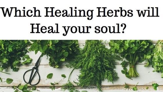How well do you know your medicinals? Are you a medical forensic or a herbal hedonist? 