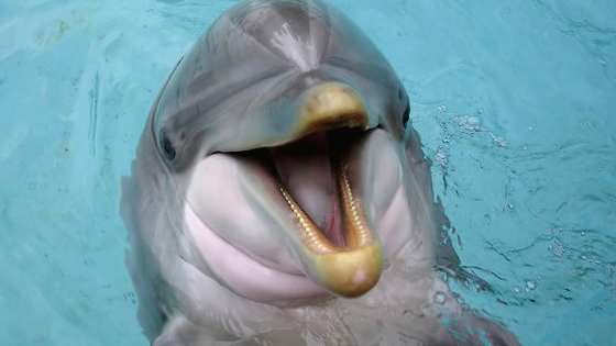 Are you more of a playful dolphin or introspective manatee?