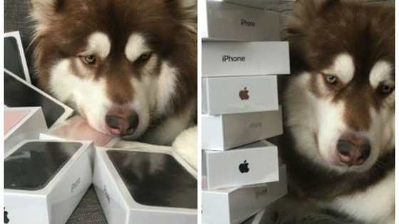 Coco's owner, Wang Sicong, the son of a Chinese billionaire, recently bought his dog eight new iPhone 7's. Do you think that's okay?