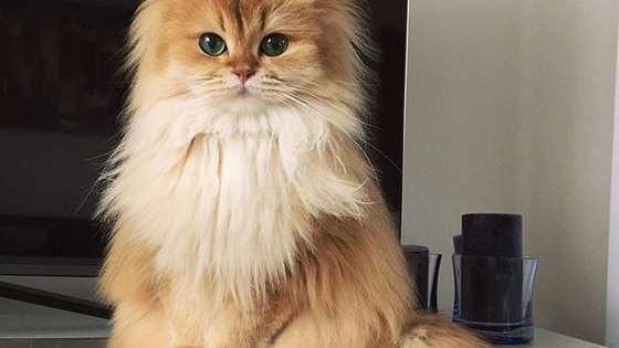 Smoothie is Julia Roberts of the Feline world. Bow down. 