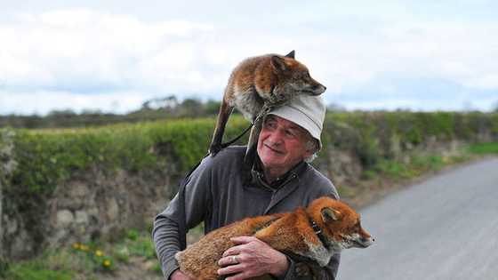 I mean; do the Foxes have Irish accents? Probably, right? 