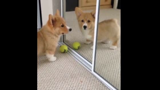 He's got quite the adorable reflection! 