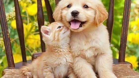 Take this poll, to see who would win the battle of cuteness! Puppies, or Kittens?