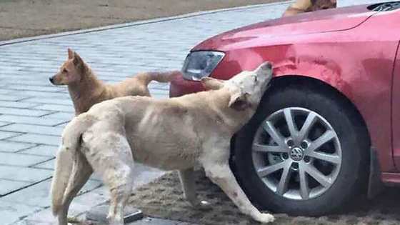 Karma is a bitch! Literally!