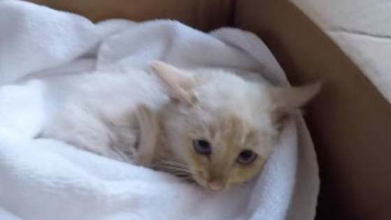 They've named him Lazarus and they're keeping him!  