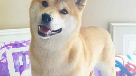 Vox is just your average Shiba Inu. But oh. Wait. She's also a super talented artist. And humanitarian. She's basically the best dog ever.