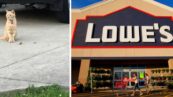 Wilson, the Lowe's cat, is basically the greatest animal to have ever worked a steady job. 
