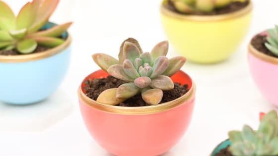 Succulents and their adorable planters are a great way to add a fresh, quirky accent to your space. Choose some other absurdly cute knickknacks, and we'll help you find a fabulous planter idea to bring new life into your home or office!