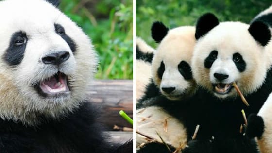 Pandas have just been downgraded from endangered to vulnerable. Are you feeling optimistic about it?