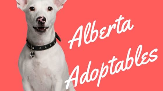 You know you have been thinking about it, so here's a list of some four-legged friends who need a home.