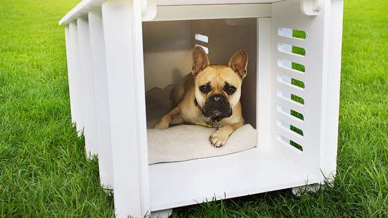 While you're thinking about your dream home, why not take a second to find the perfect place for your pup, too!