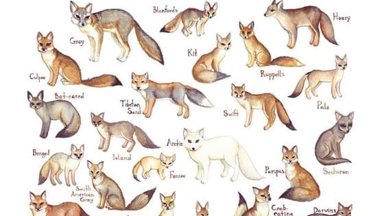 There are really 37 breeds of foxes! But only 12 belong to the genus "vulpes" or "true foxes". This quiz will be focusing on six species.  These six species are the most common.  Lets see which of the six you are! 🐺 