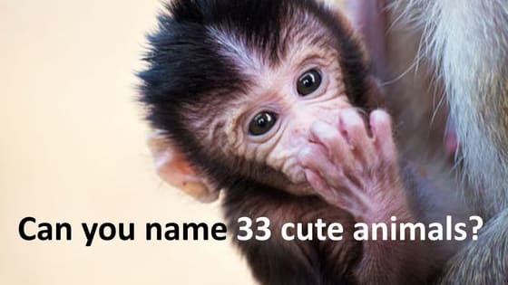 You're a cuteness genius if you can get 33/33.