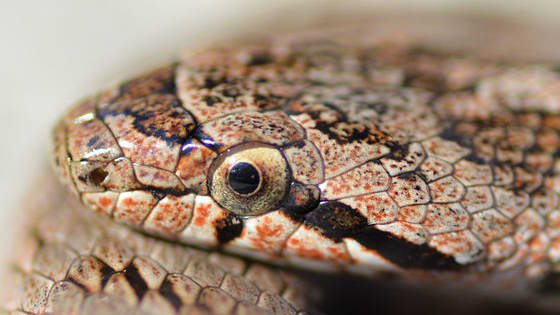 Already wanted to know which french snake you could be? This test will help you to find out !