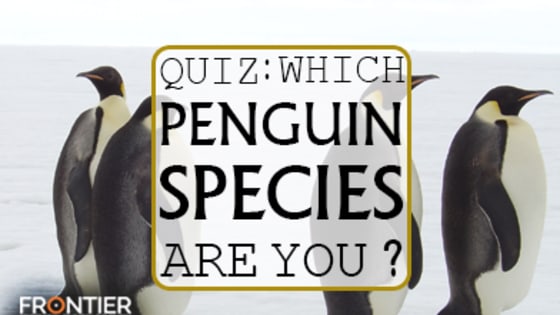 Are you a tough and independent Emperor Penguin living in the icy cold snow or are you more suited to the hot rays on an island with the other Galapagos Penguins? Take the quiz to find out which penguin species you really are!