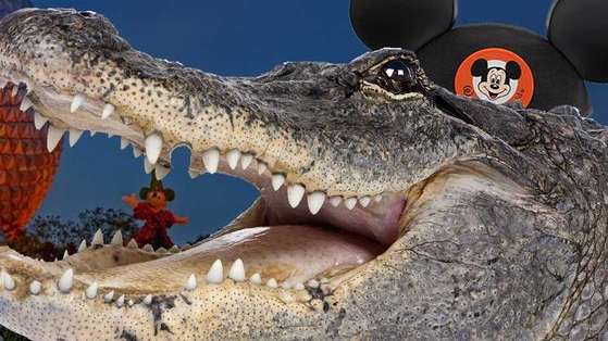 Here are 5 things you need to know about the child attacked by an alligator at Disney's Grand Floridian "Seven Seas Lagoon" in Orlando, Florida on Tuesday June 14, 2016.