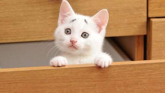 Put your paws up, cause' you were born to LOVE CATS! 