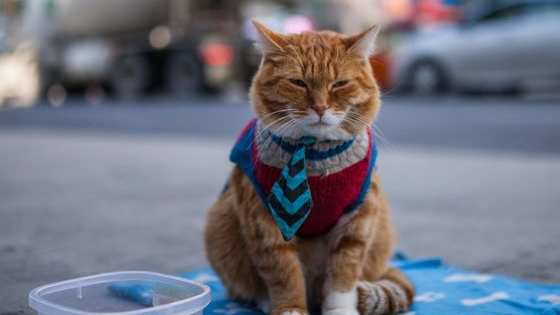 They got past security by trading some serious cat nip.