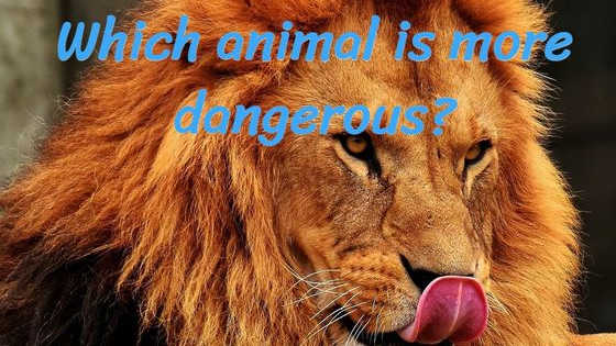 Let's see how roaring to go you are!