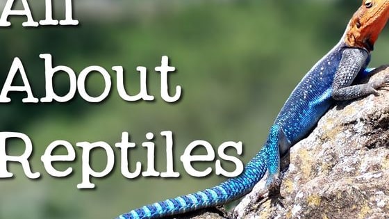 How well do you know reptiles?