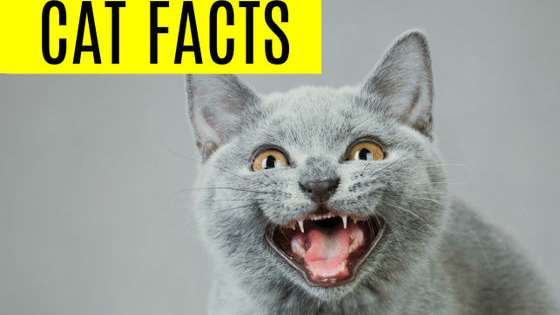 Are you a true cat lover? Let's find out!