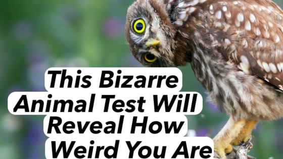 Could bizarre animals tell you how bizarre you actually are? Sure they can! Choose the weirdest animals and see your results!