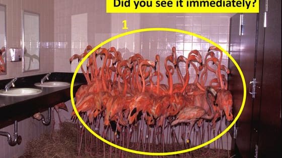 A photo from 1992, where a bunch of flamingos huddle together in the bathroom at Miami Zoo during a Hurricane - has one hidden flamingo in it. Only the most observant people notice it immediately. Did you? 