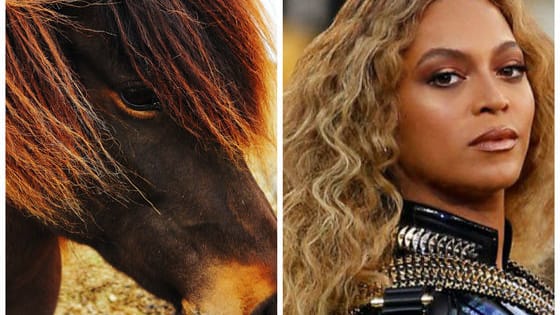 Horses in Iceland have basically the best hair of any living thing on this planet, including celebrities. Flip to see an Icelandic horse with better hair than its celebrity hair twin!