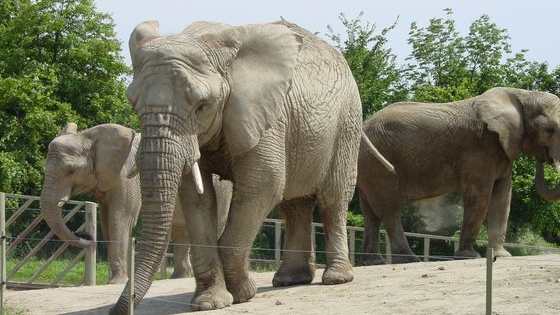 Overview: There were 7 elephants at the Toronto zoo. Between 2005 and 2009, 4 died. A decision had to be made about what to do with the remaining ones.