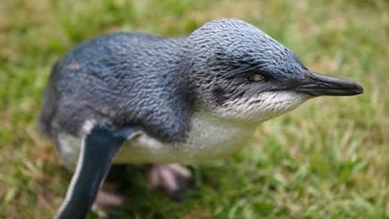 No penguins were harmed in the making of this article. 