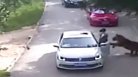 The woman exited her car to save her daughter from a Tiger Attack