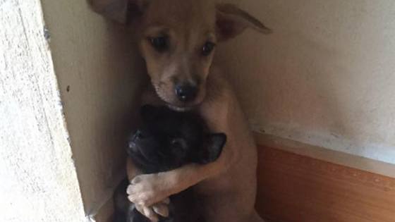The pair held on to each other for protection, and they both luckily have a home now! 