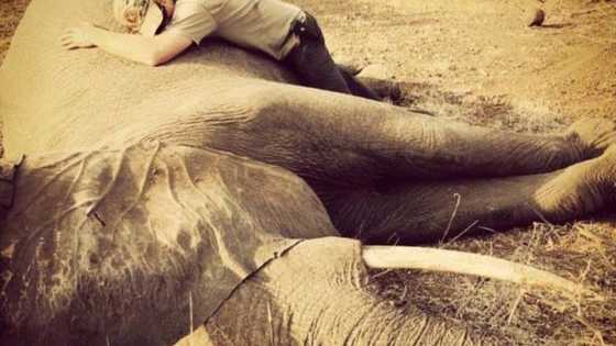 The Prince traveled to Malawi to relocate the Elephants away from poachers 