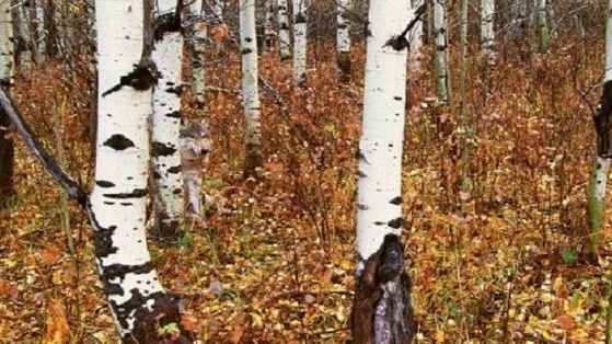 This is a LOT more challenging than you think it's going to be! Are you hunter, or hunted?