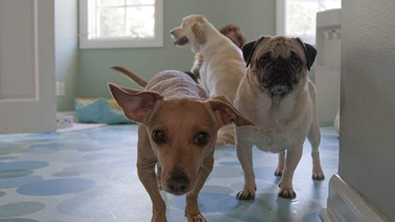 Have you ever wondered which type of dog you are most like? Well now you can find out with this entertaining and informative personality quiz.
