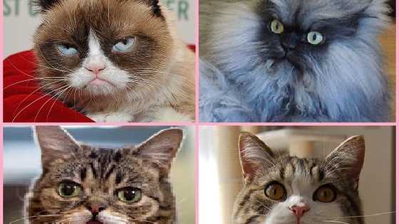This is the definitive Internet Cat quiz, human! 