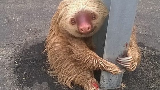 No news yet as to why the sloth was trying to cross the road in the first place