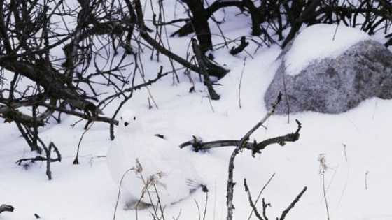 Are you one of them? Could you make it in the wild?