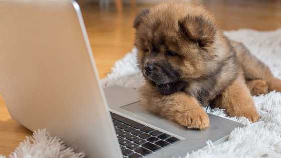 Sure, everybody thinks puppies are super adorable--but are you actually an expert? Match up these very good boys (and girls!) to their breeds to prove your puppy-lover creds!